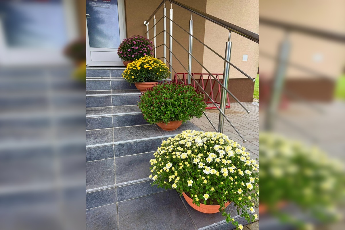 FOTO: Obecný úrad v Zalužiciach zdobia chryzantémy, ktoré darovala rodina, foto 4