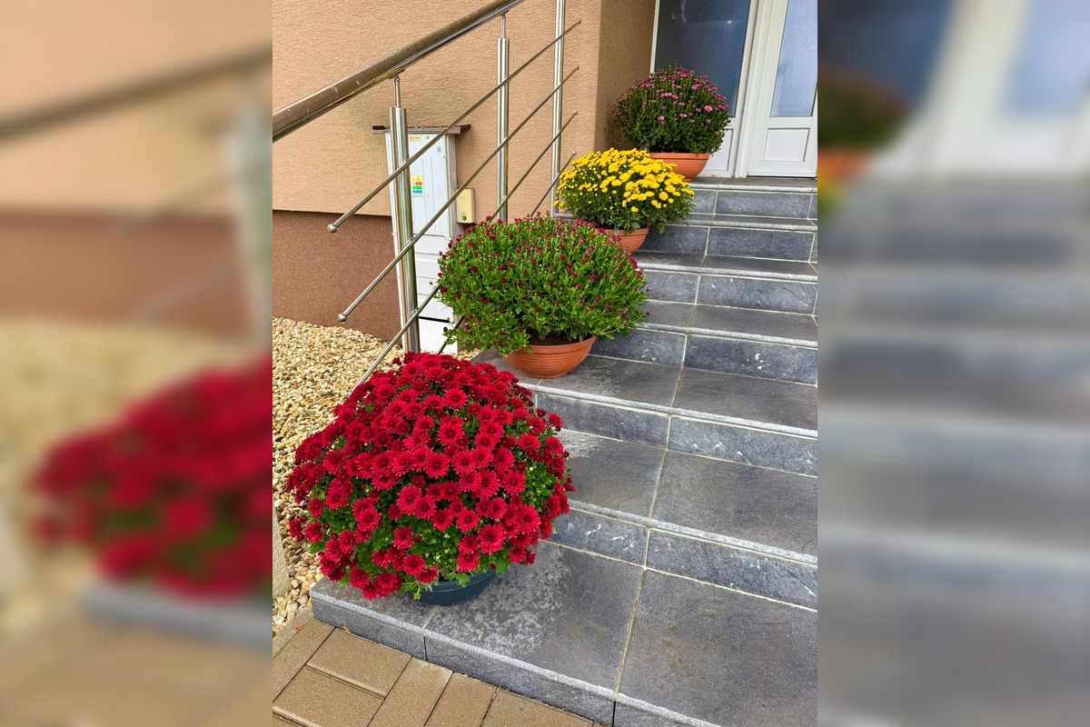 FOTO: Obecný úrad v Zalužiciach zdobia chryzantémy, ktoré darovala rodina, foto 3