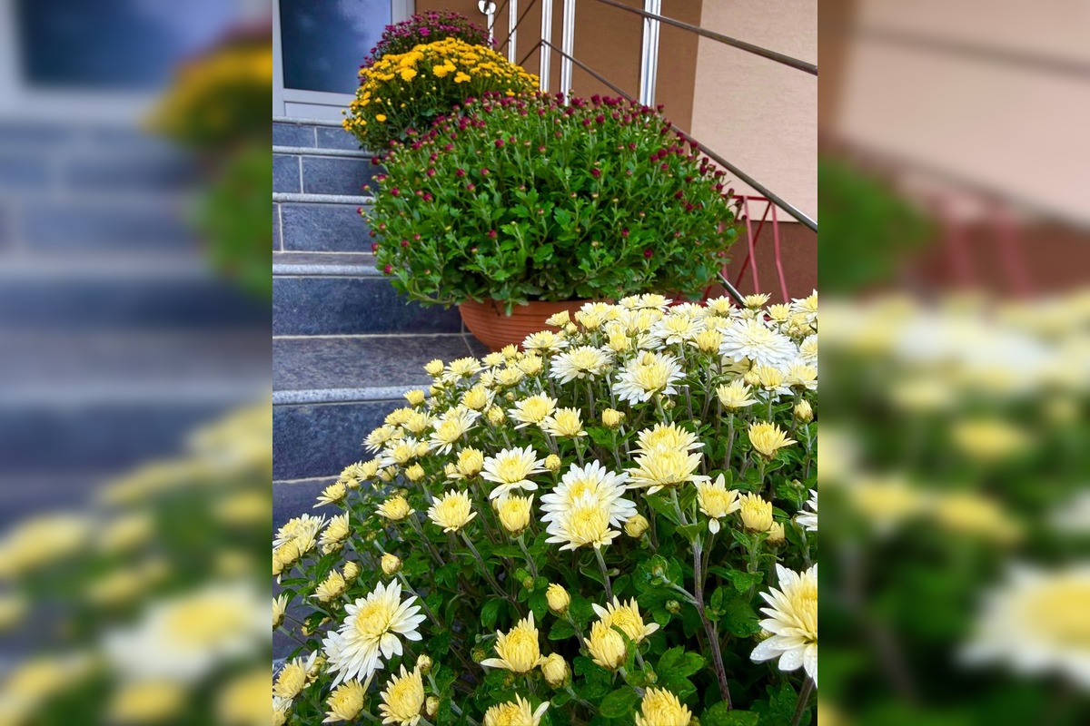 FOTO: Obecný úrad v Zalužiciach zdobia chryzantémy, ktoré darovala rodina, foto 8