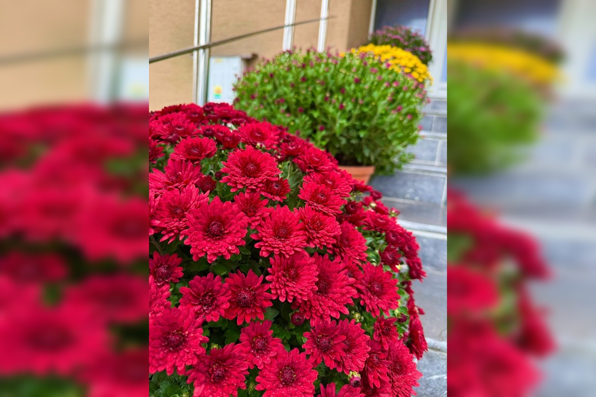 FOTO: Obecný úrad v Zalužiciach zdobia chryzantémy, ktoré darovala rodina, foto 7
