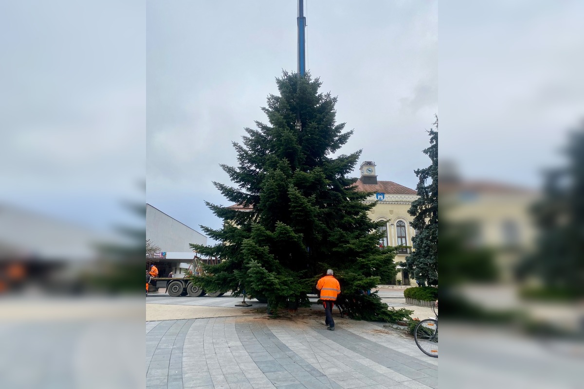 FOTO: Do Michaloviec dorazil vianočný stromček, foto 3