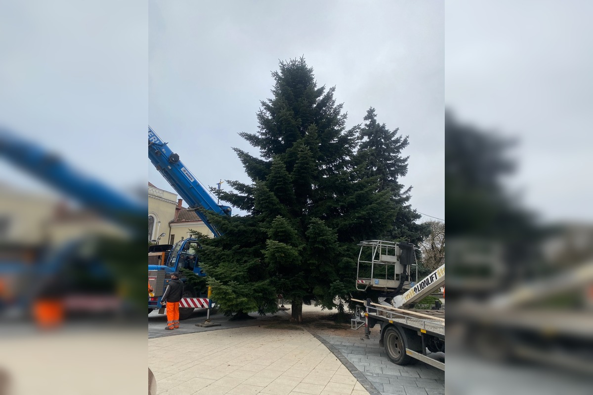FOTO: Do Michaloviec dorazil vianočný stromček, foto 4