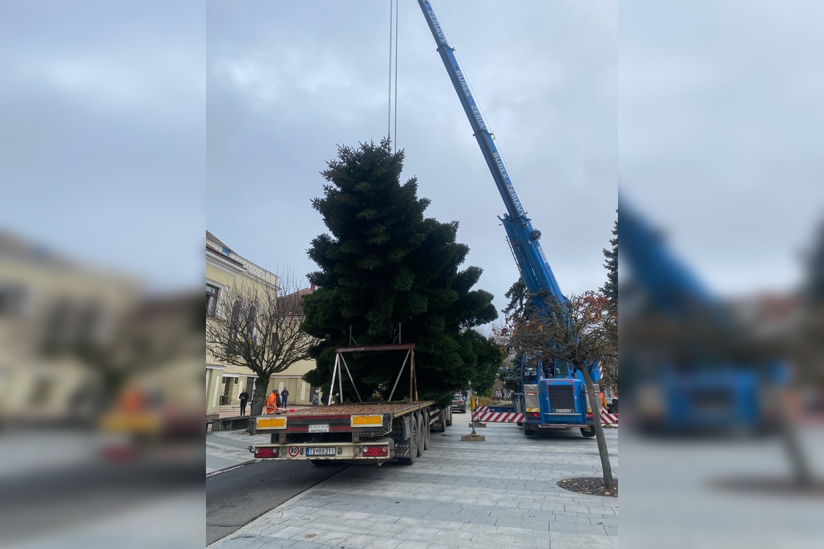 FOTO: Do Michaloviec dorazil vianočný stromček, foto 6