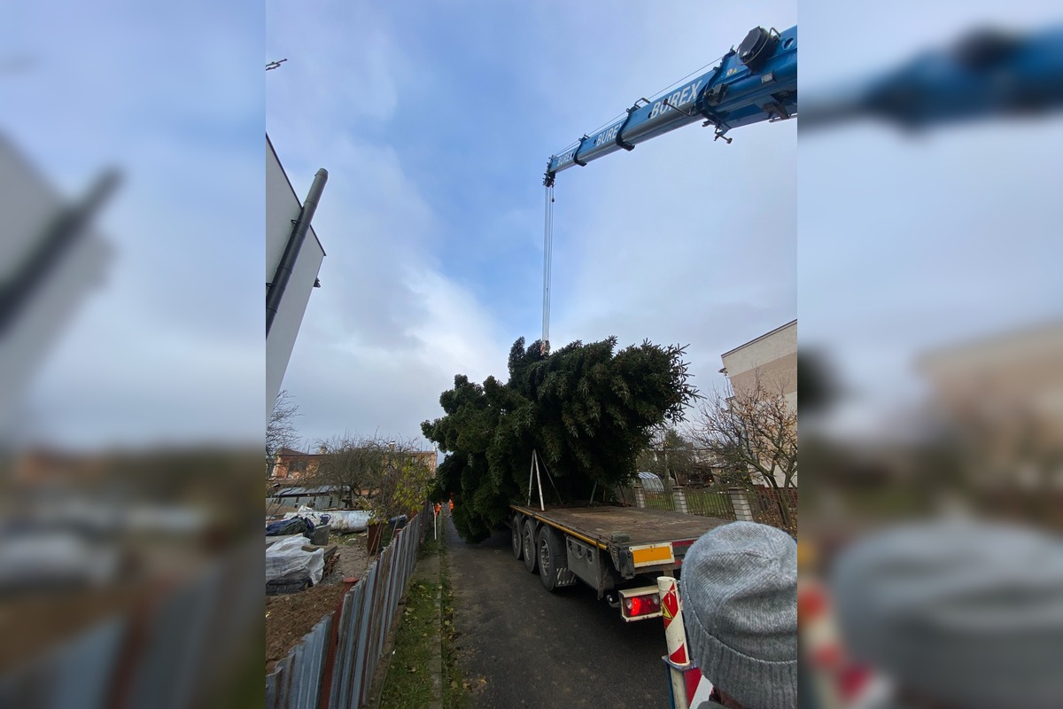 FOTO: Do Michaloviec dorazil vianočný stromček, foto 11