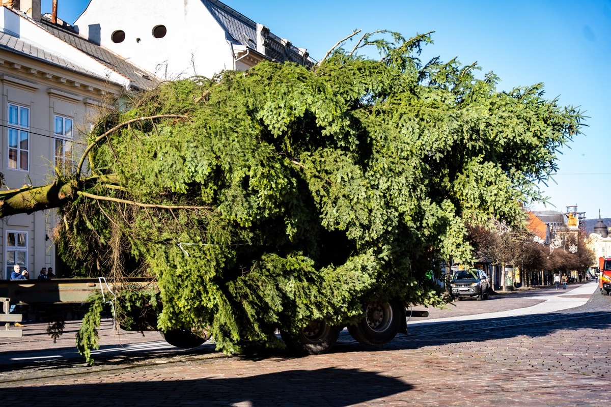 FOTO: V Košiciach už stoja prvé vianočné stromčeky, foto 7