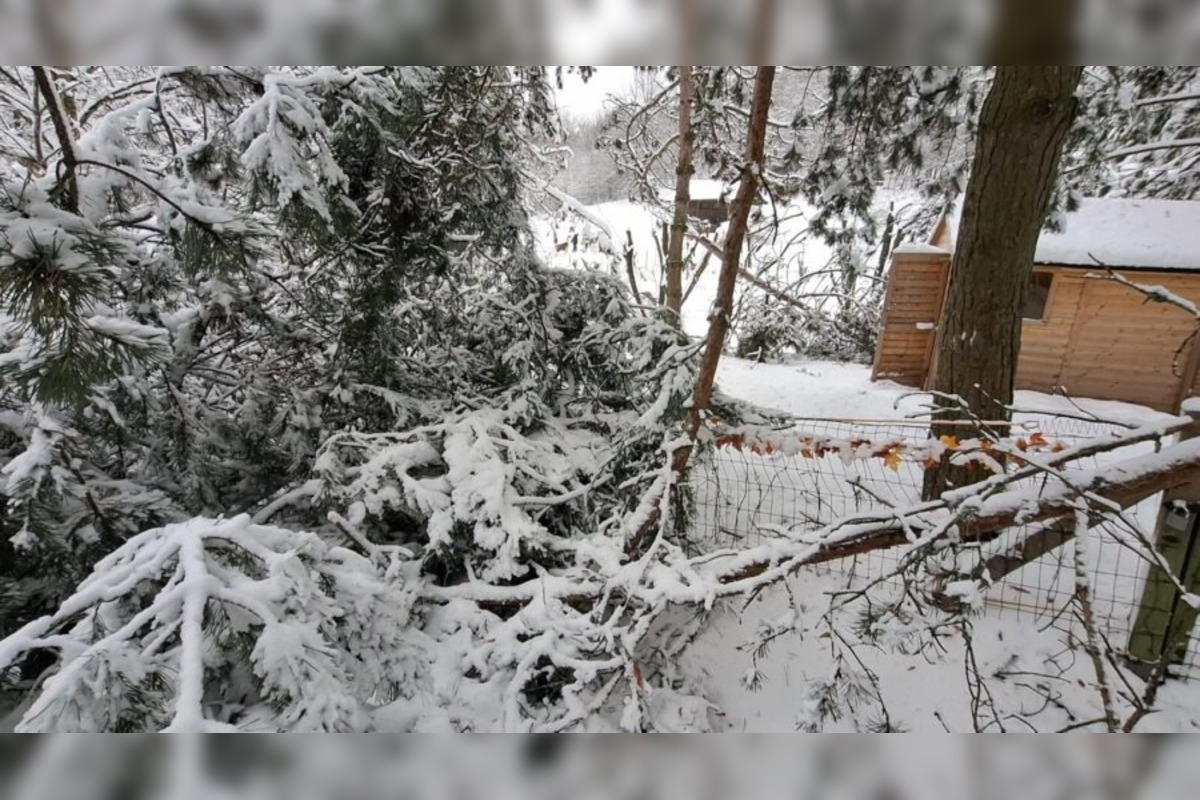 FOTO: Snehová kalamita uzavrela košickú ZOO, foto 5