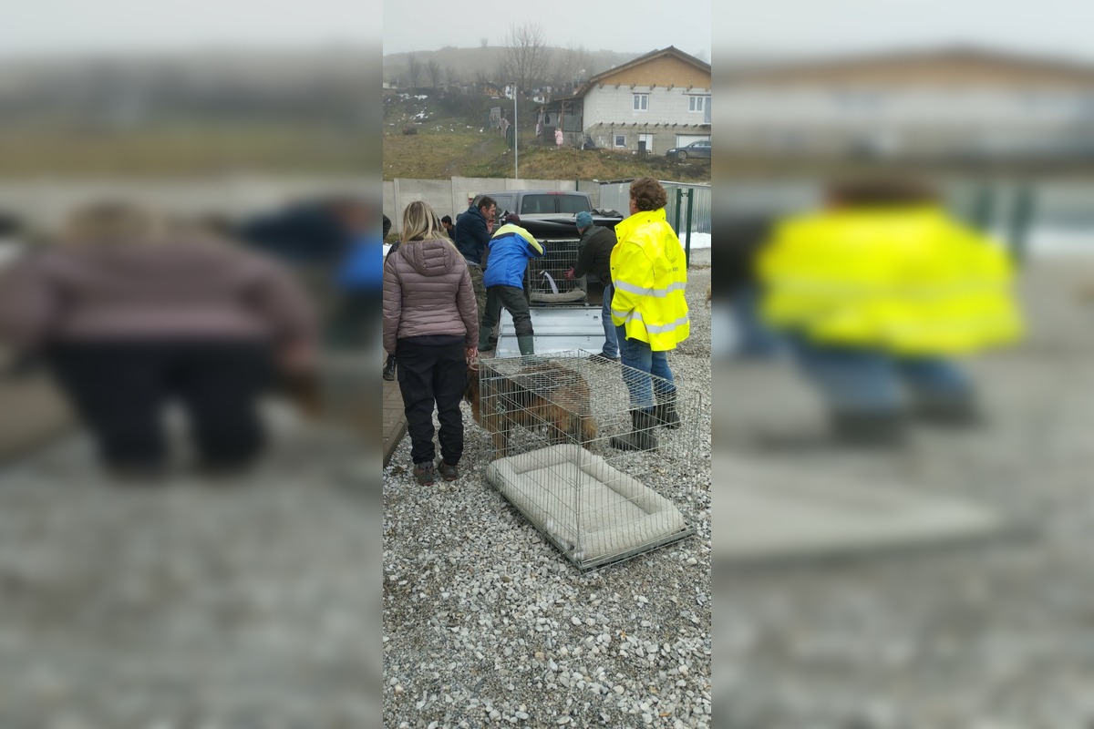 FOTO: V Markušovciach odchytávali a očkovali túlavé psy, foto 2