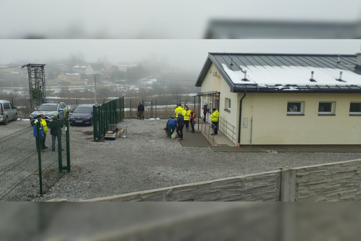 FOTO: V Markušovciach odchytávali a očkovali túlavé psy, foto 3
