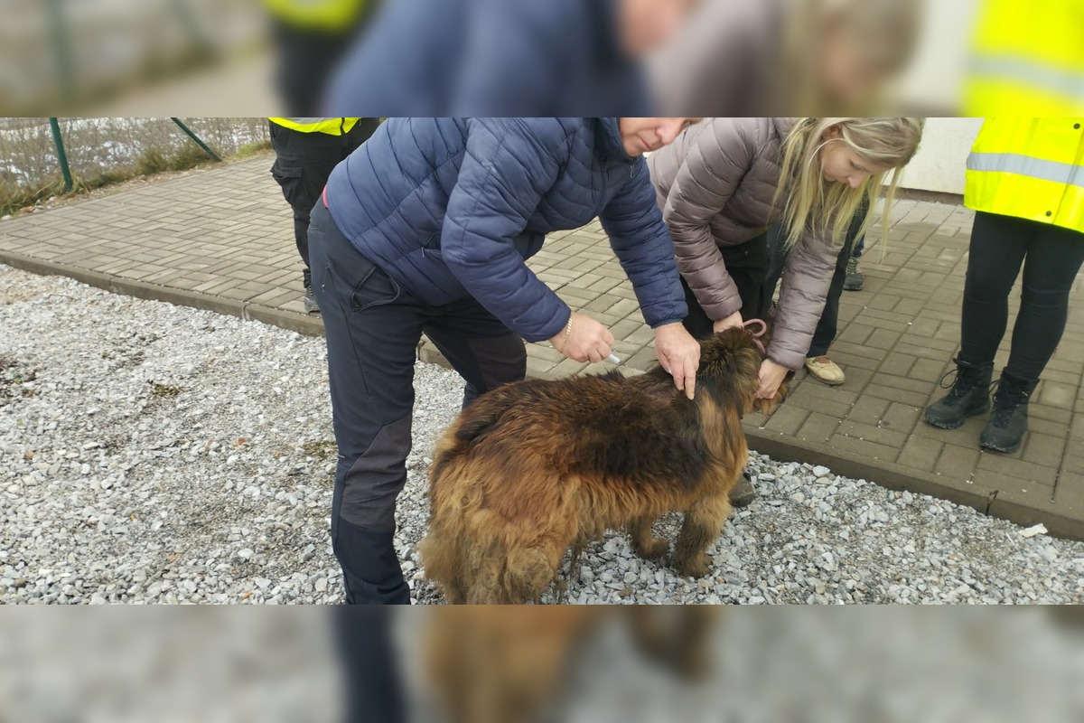 FOTO: V Markušovciach odchytávali a očkovali túlavé psy, foto 5
