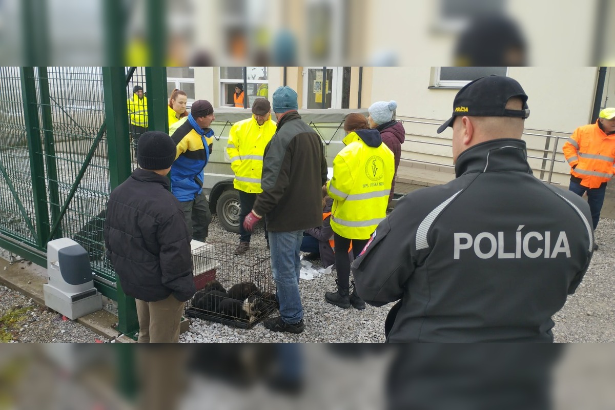 FOTO: V Markušovciach odchytávali a očkovali túlavé psy, foto 6