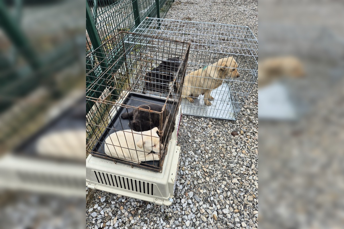 FOTO: V Markušovciach odchytávali a očkovali túlavé psy, foto 8