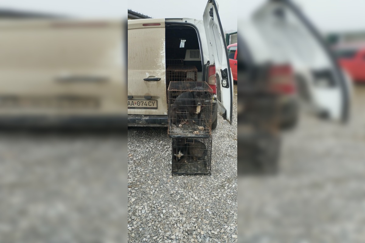 FOTO: V Markušovciach odchytávali a očkovali túlavé psy, foto 9