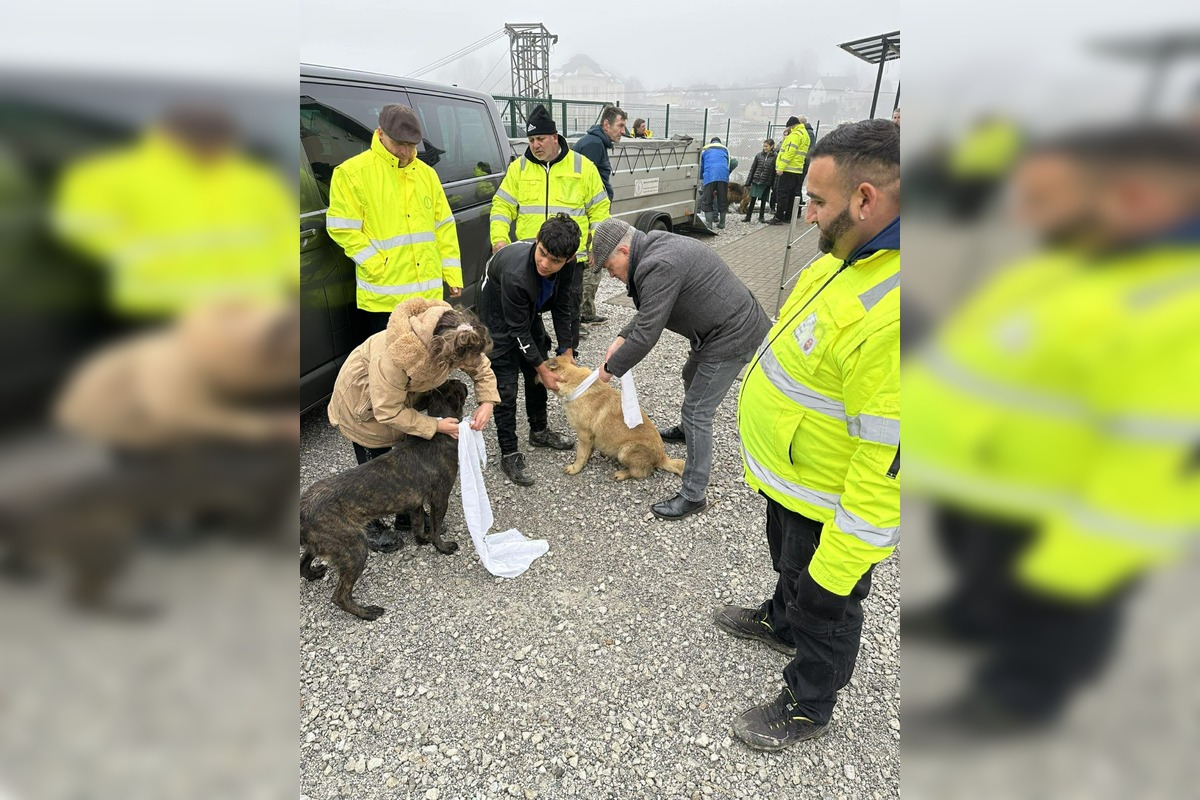 FOTO: V Markušovciach odchytávali a očkovali túlavé psy, foto 10