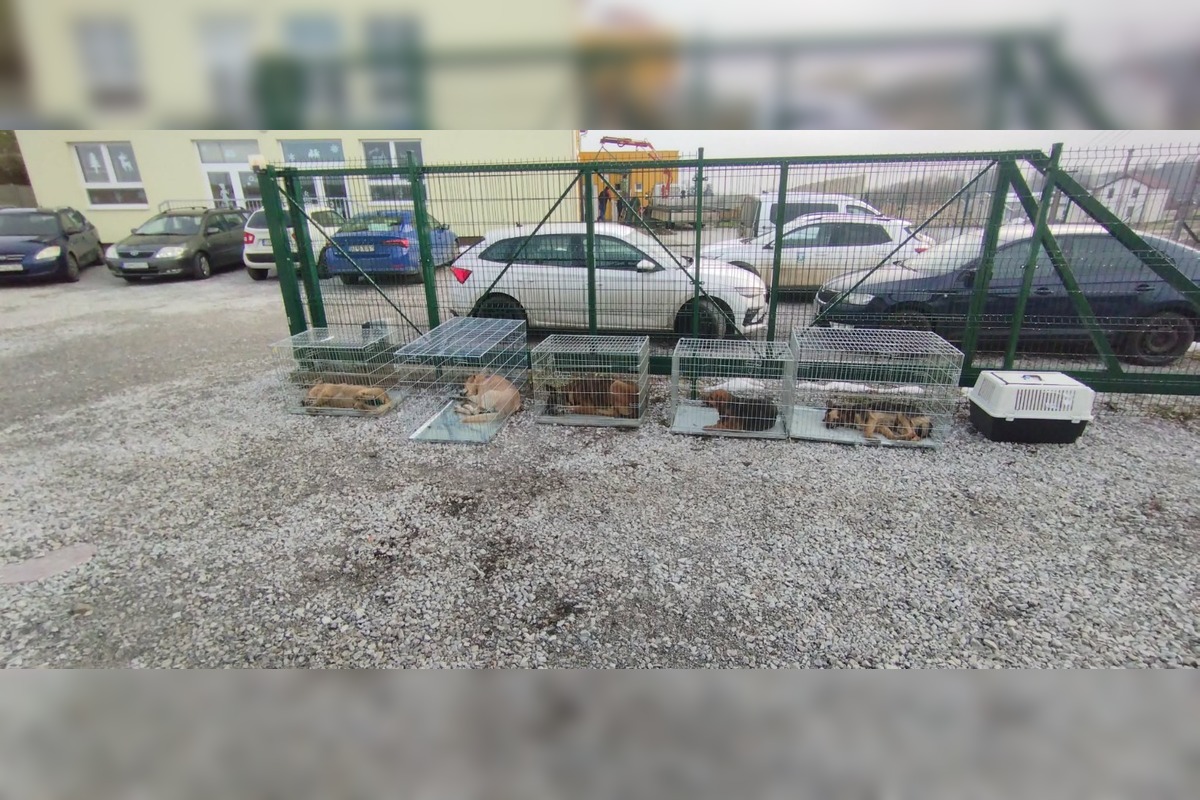 FOTO: V Markušovciach odchytávali a očkovali túlavé psy, foto 11