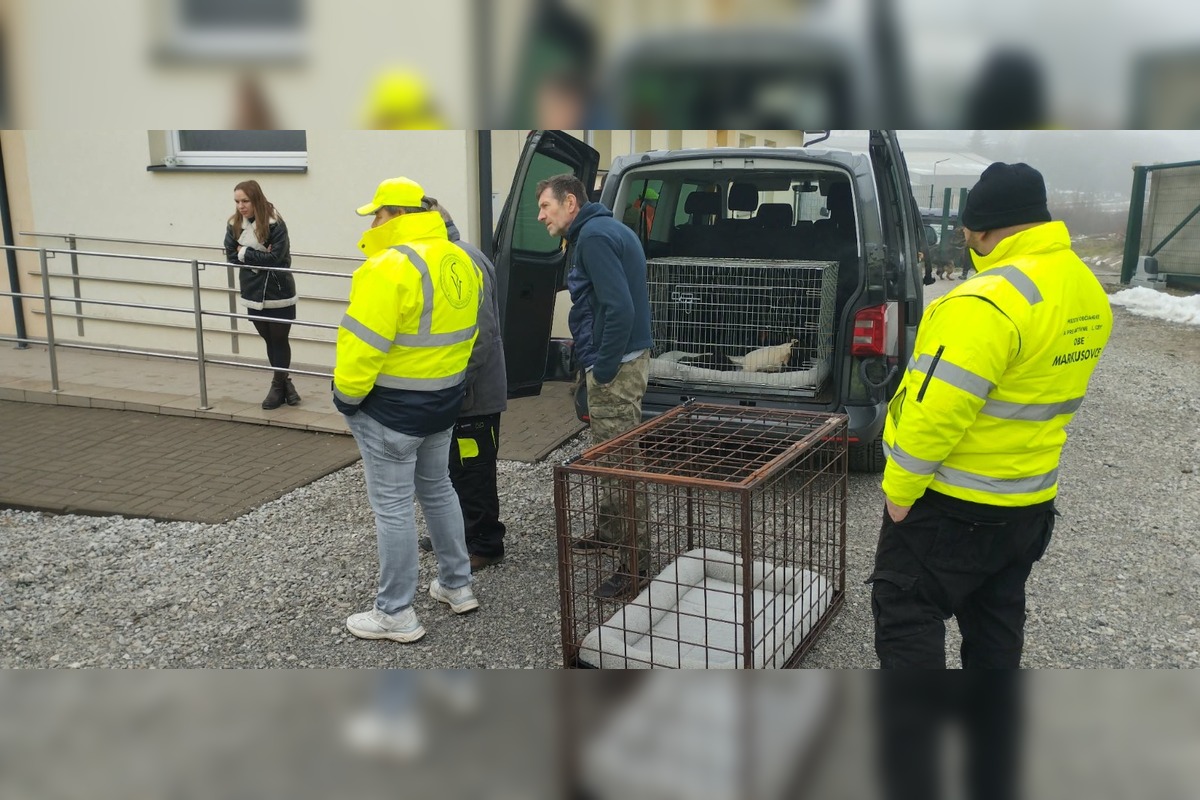 FOTO: V Markušovciach odchytávali a očkovali túlavé psy, foto 12