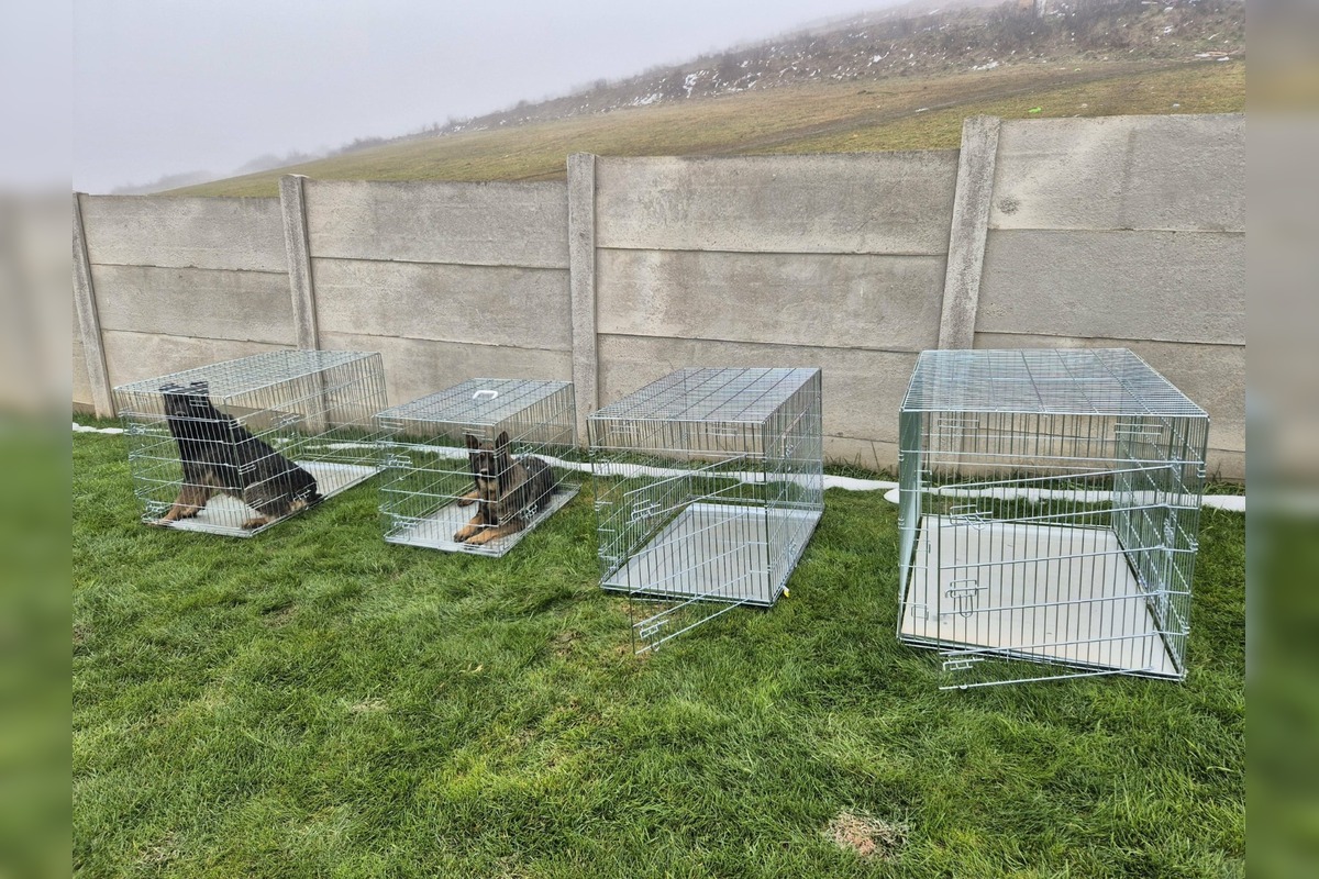 FOTO: V Markušovciach odchytávali a očkovali túlavé psy, foto 13