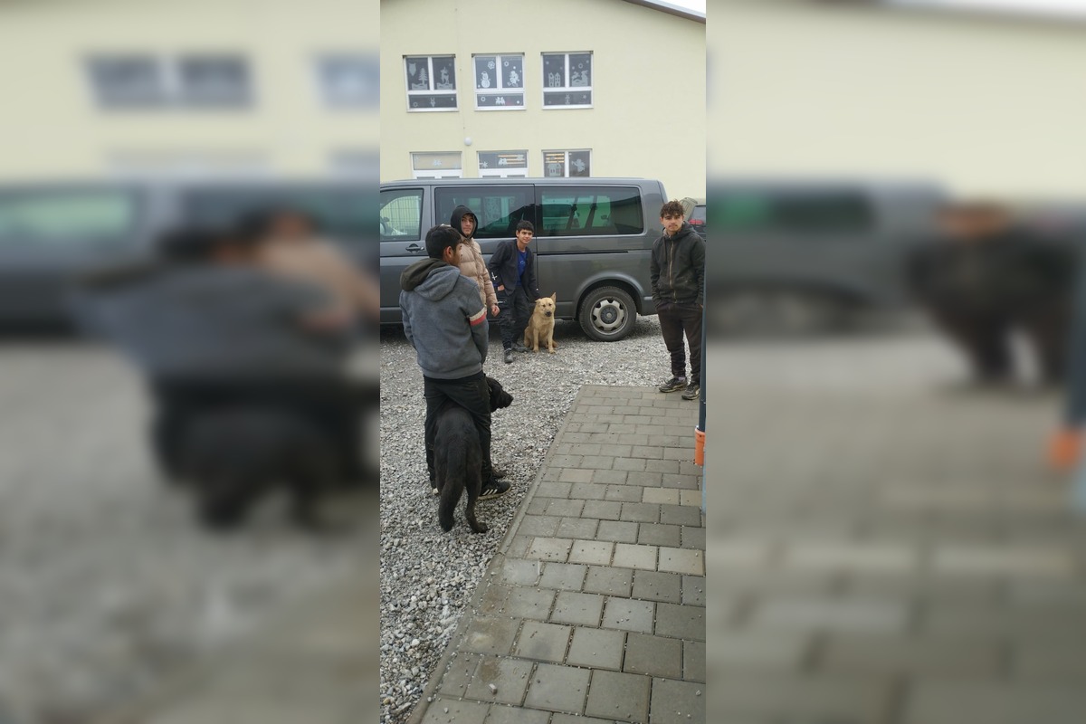 FOTO: V Markušovciach odchytávali a očkovali túlavé psy, foto 14