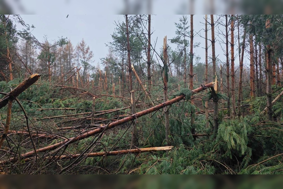 FOTO: Padnuté stromy v Ťahanovskom lese môžu ohroziť návštevníkov, foto 1