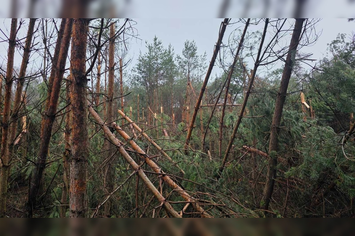 FOTO: Padnuté stromy v Ťahanovskom lese môžu ohroziť návštevníkov, foto 2