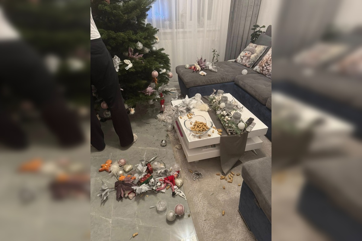 FOTO: Vianočný stromček vs. mačky, foto 1