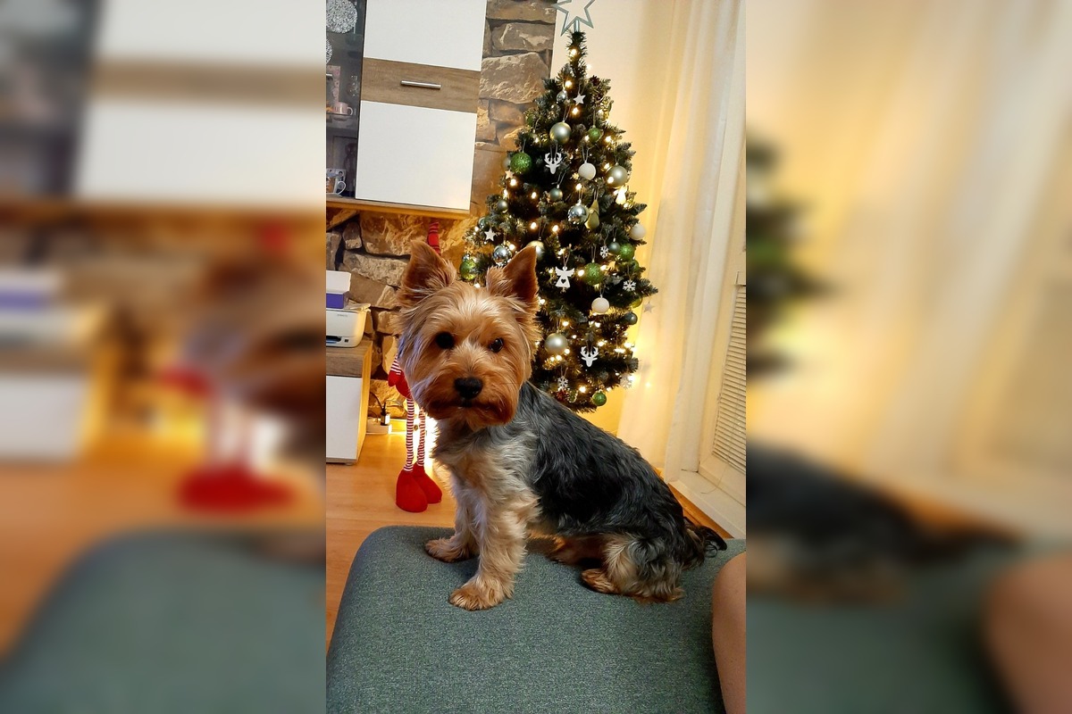 FOTO: Vianočné stromčeky našich čitateľov, foto 11