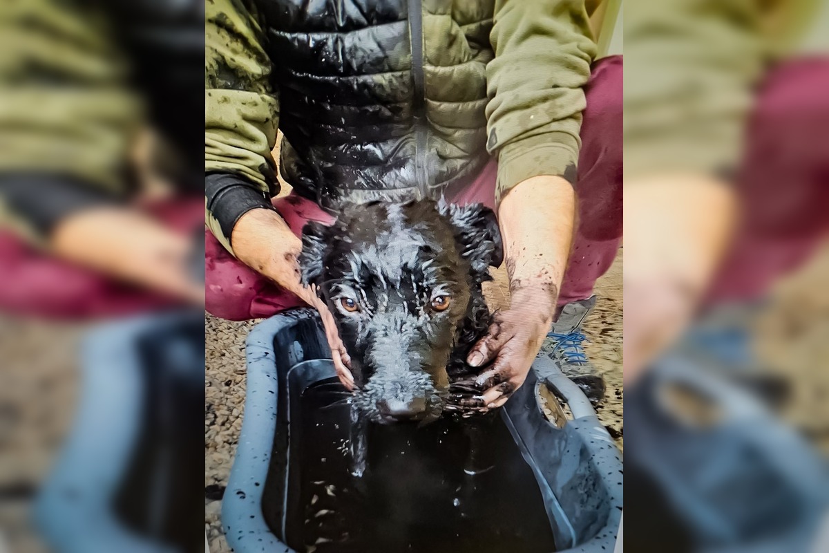 FOTO: Zásah rožňavských hasičov zachránil šteniatko vlčiaka, foto 3