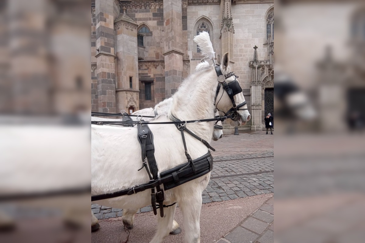 FOTO: Pohreb rómskeho kráľa Róberta Botoša, foto 10