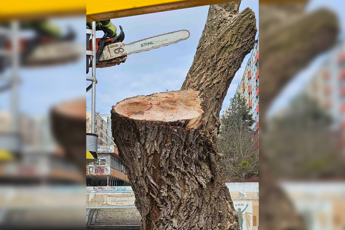FOTO: Vedenie KVP zrealizovala orezy stromov na sídlisku, foto 1