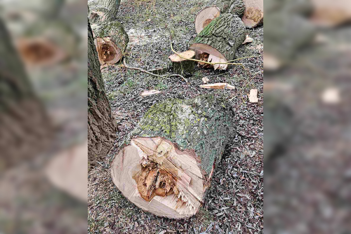 FOTO: Vedenie KVP zrealizovala orezy stromov na sídlisku, foto 2