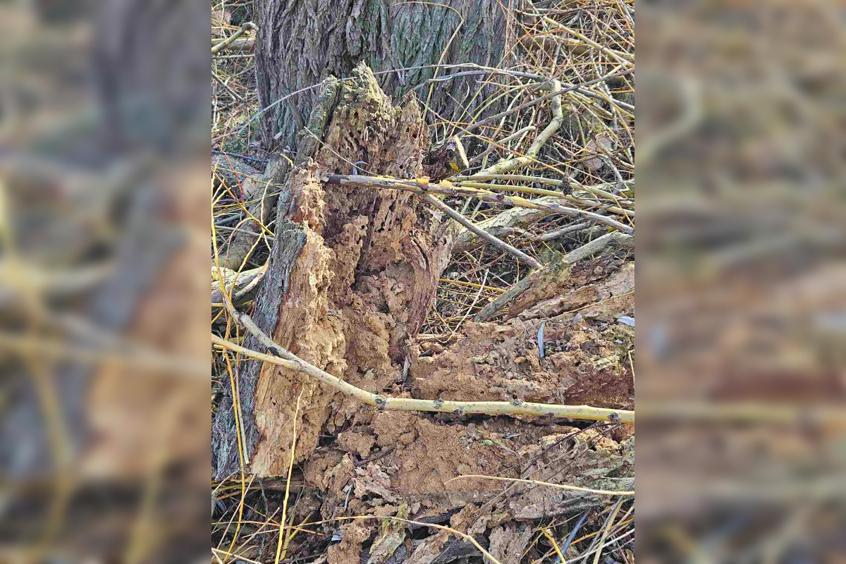 FOTO: Vedenie KVP zrealizovala orezy stromov na sídlisku, foto 3