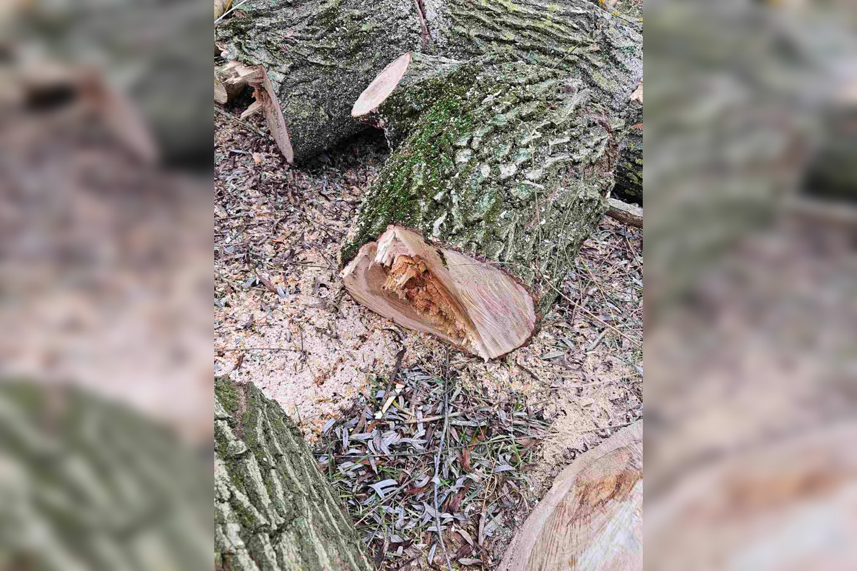 FOTO: Vedenie KVP zrealizovala orezy stromov na sídlisku, foto 4