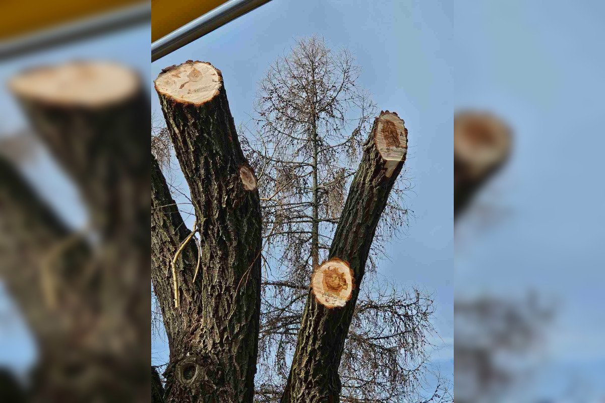 FOTO: Vedenie KVP zrealizovala orezy stromov na sídlisku, foto 5