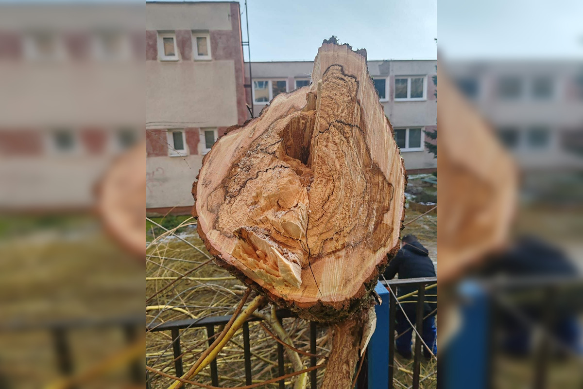 FOTO: Vedenie KVP zrealizovala orezy stromov na sídlisku, foto 6