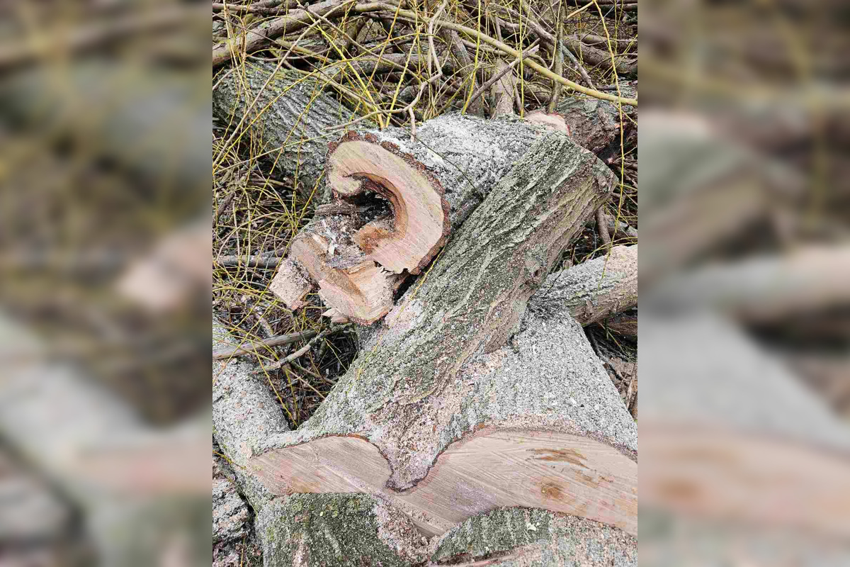 FOTO: Vedenie KVP zrealizovala orezy stromov na sídlisku, foto 7