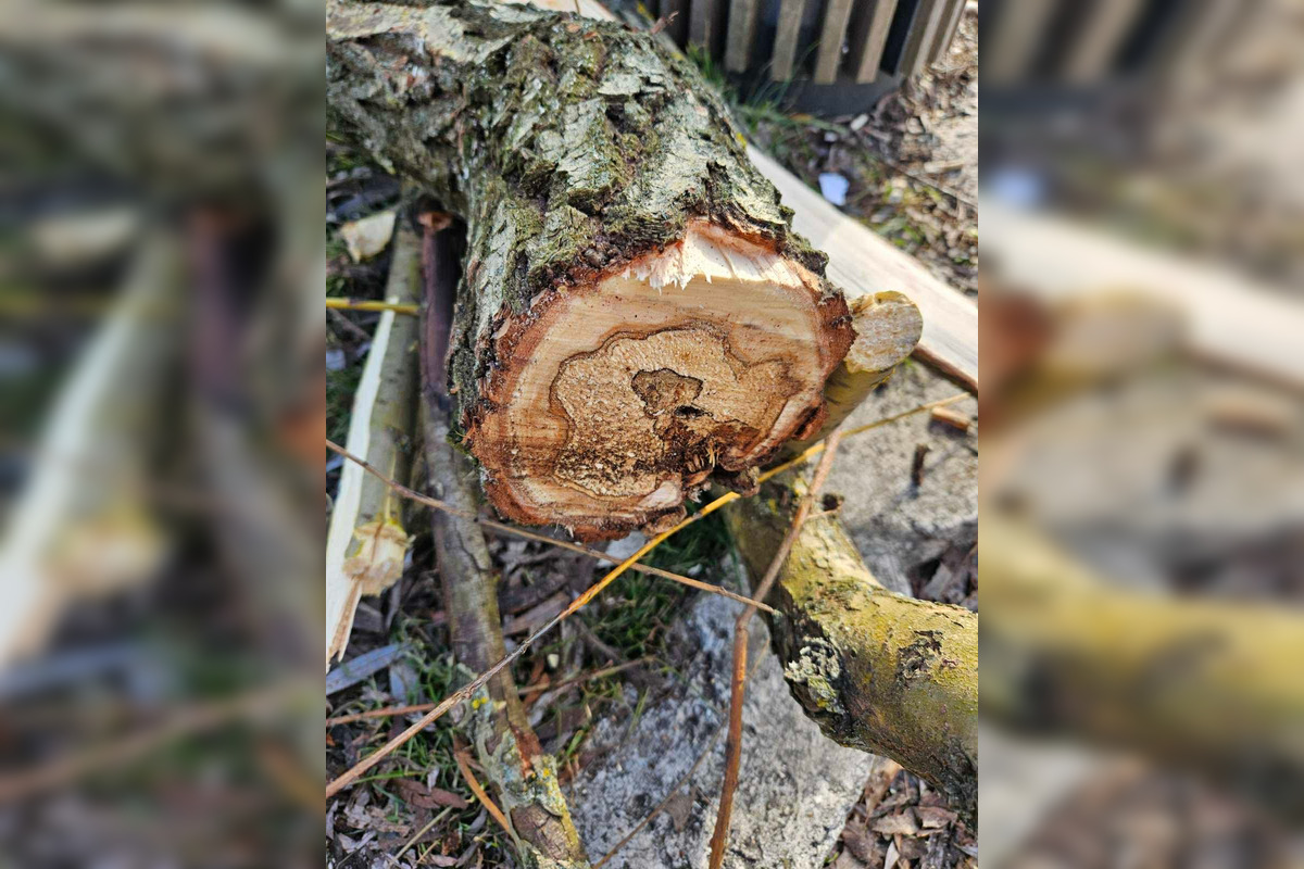 FOTO: Vedenie KVP zrealizovala orezy stromov na sídlisku, foto 8