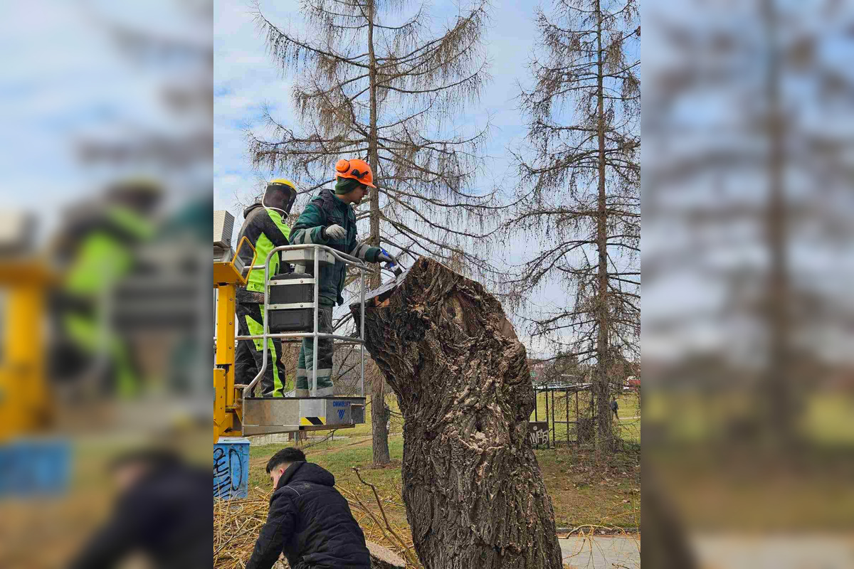 FOTO: Vedenie KVP zrealizovala orezy stromov na sídlisku, foto 9