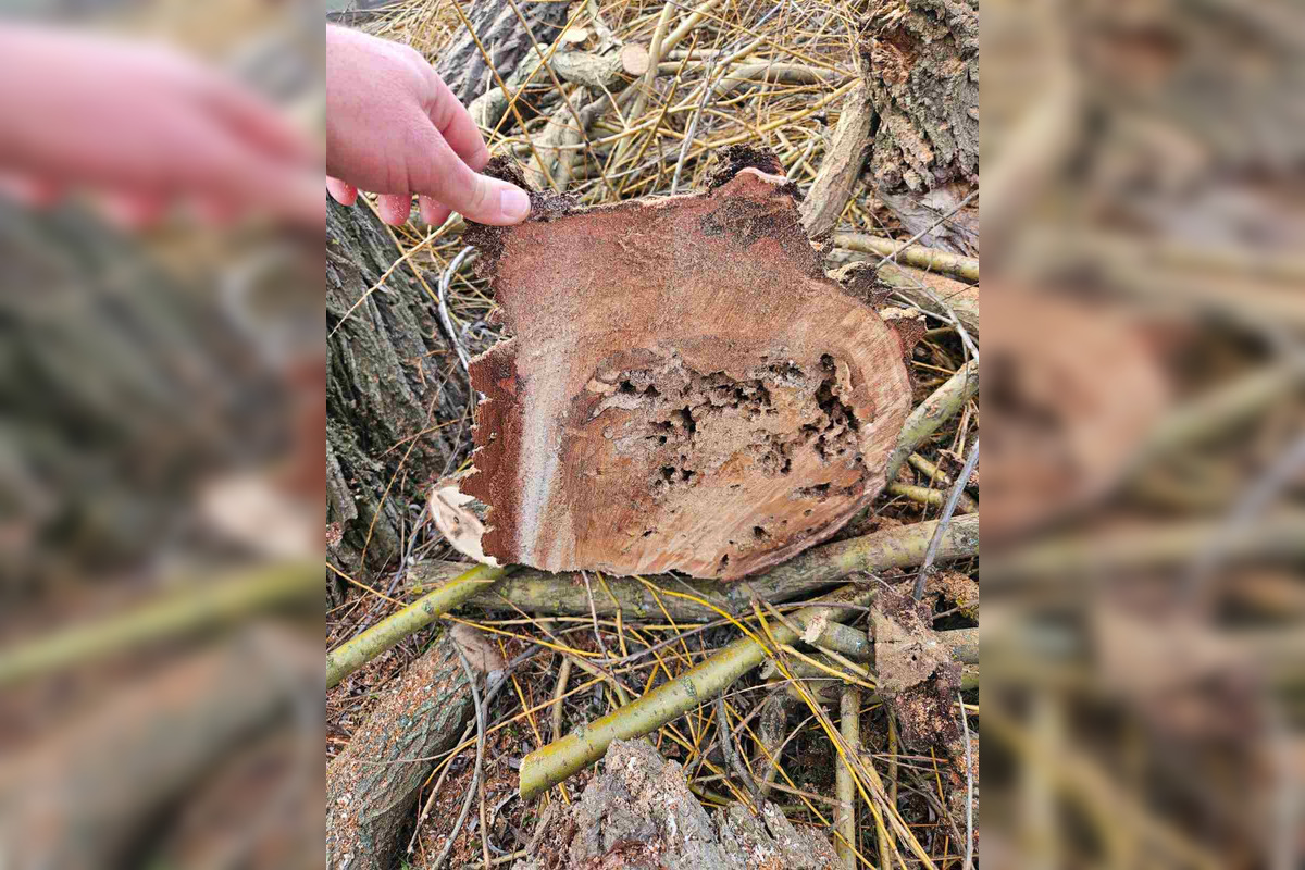 FOTO: Vedenie KVP zrealizovala orezy stromov na sídlisku, foto 10