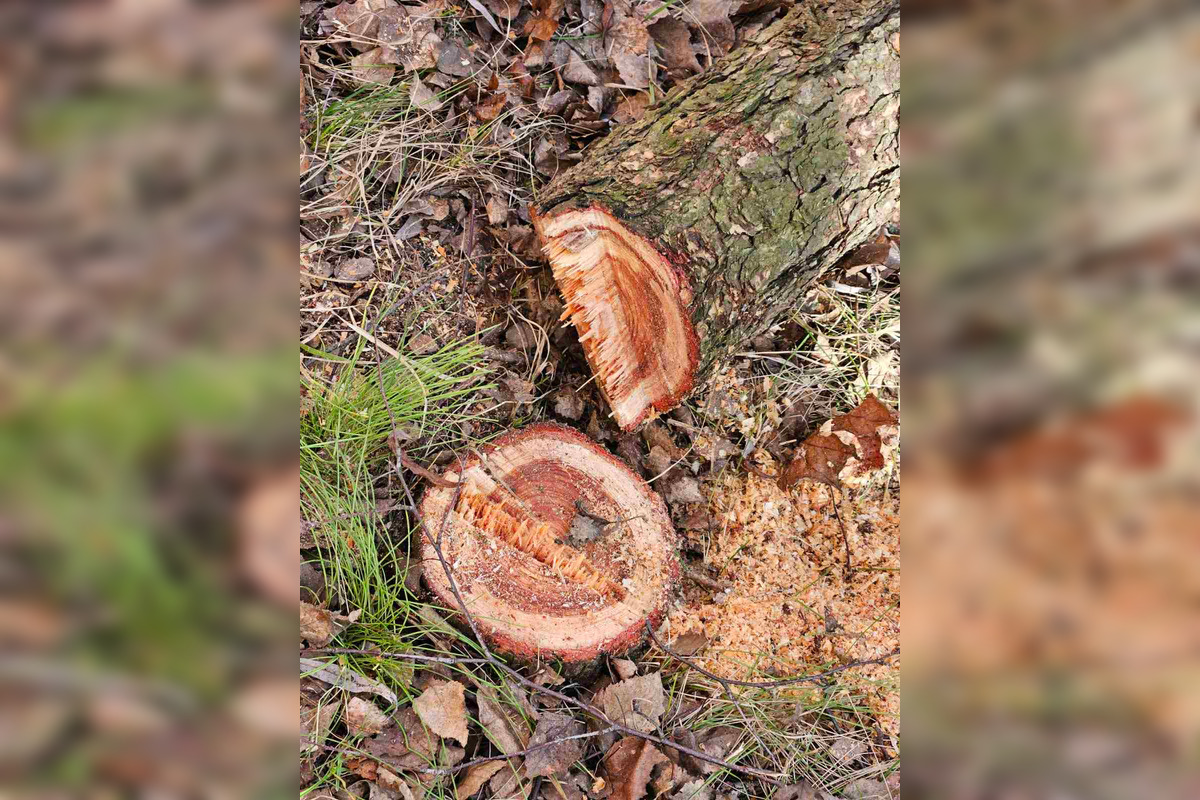 FOTO: Vedenie KVP zrealizovala orezy stromov na sídlisku, foto 11