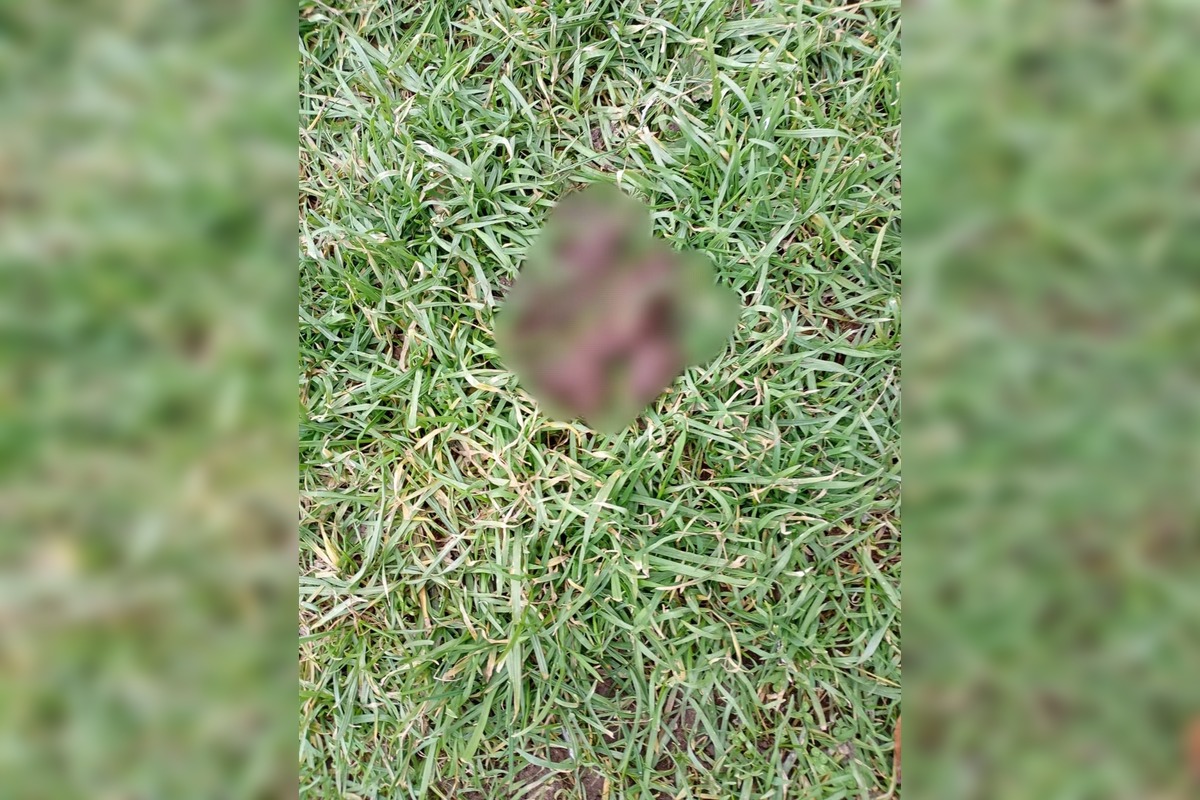 FOTO: Detské ihriská v Trebišove sú plné exkrementov, foto 1