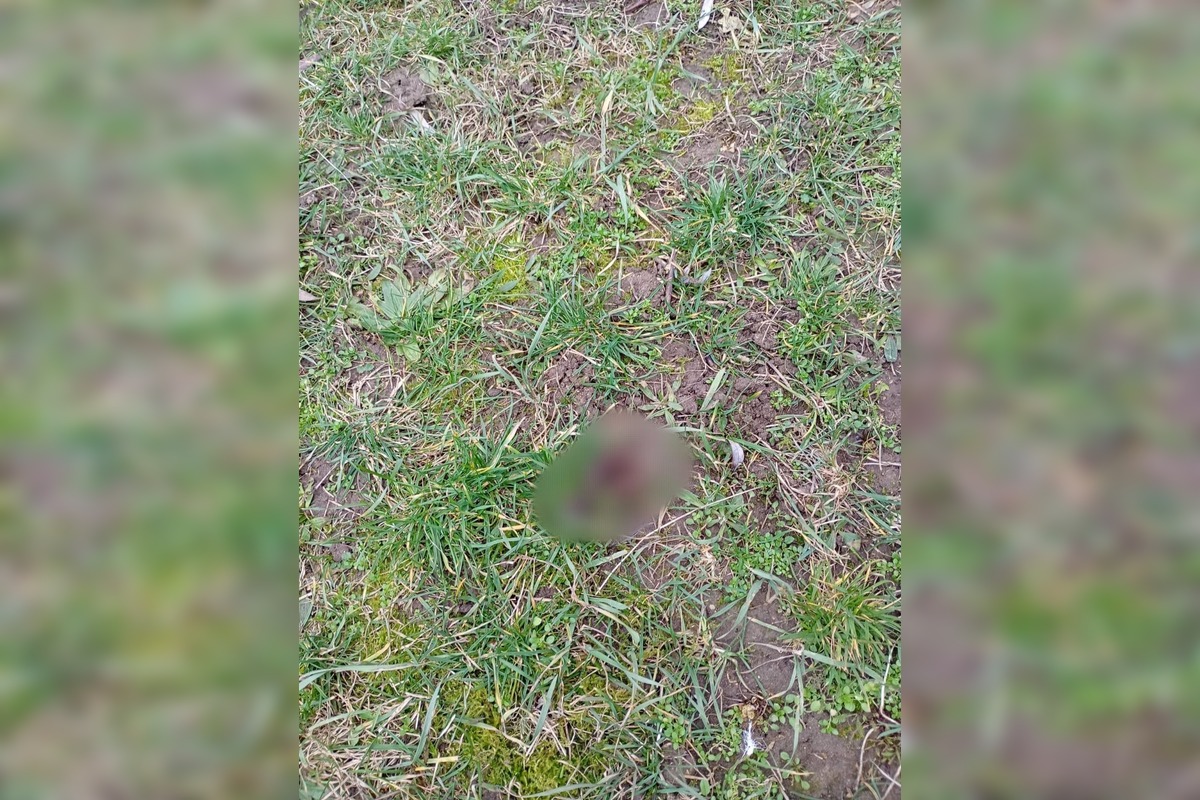 FOTO: Detské ihriská v Trebišove sú plné exkrementov, foto 2