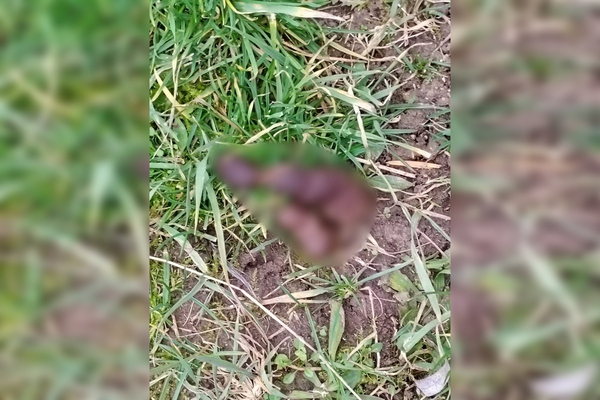 FOTO: Detské ihriská v Trebišove sú plné exkrementov, foto 3