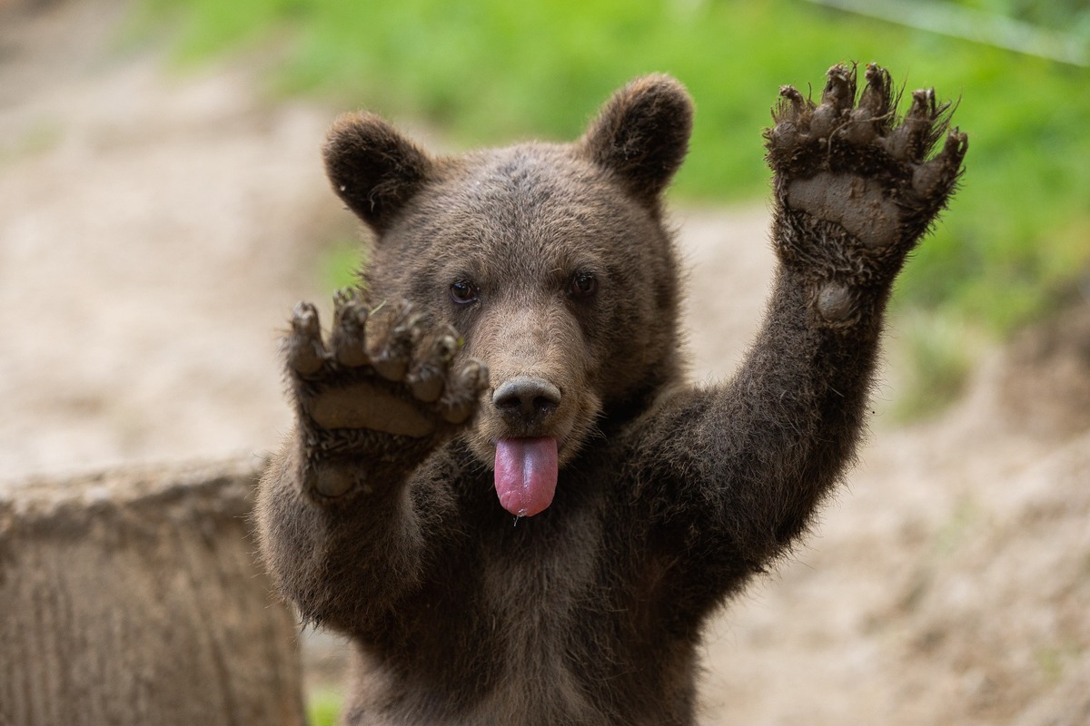 FOTO: Zachránené medvieďatá z košickej ZOO, foto 1