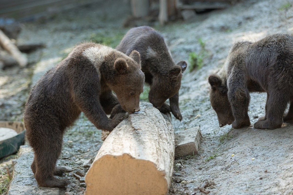 FOTO: Zachránené medvieďatá z košickej ZOO, foto 2