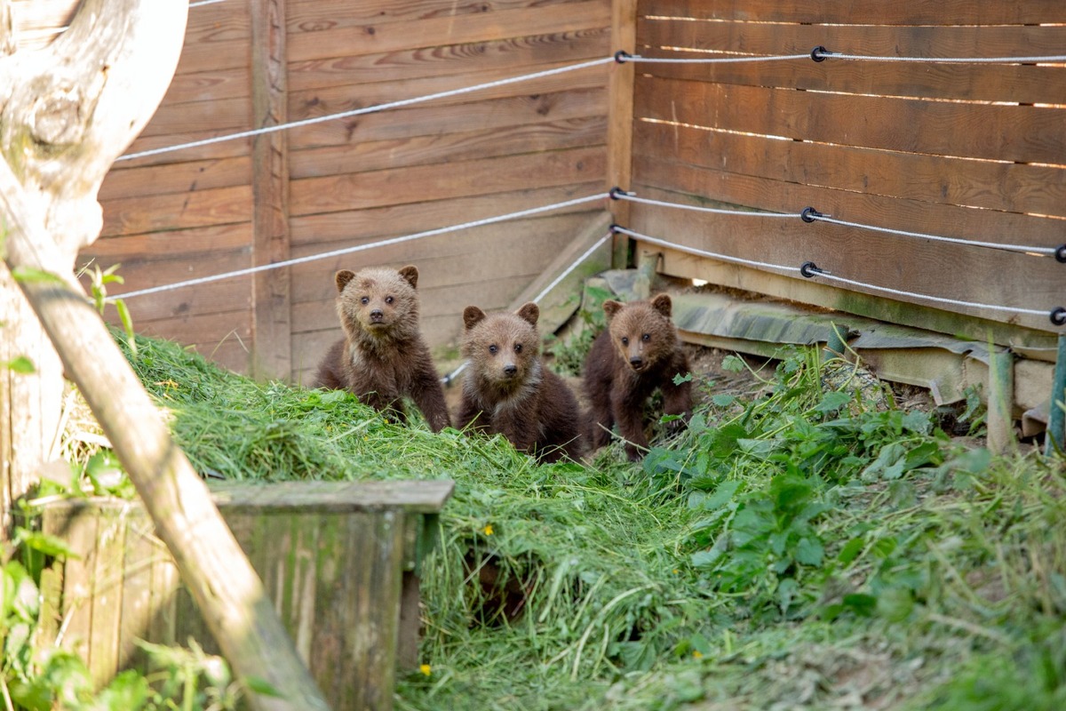 FOTO: Zachránené medvieďatá z košickej ZOO, foto 3