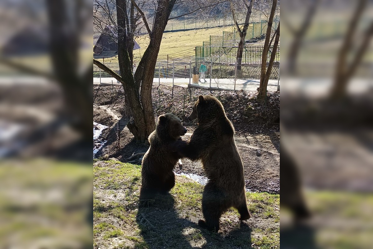FOTO: Zachránené medvieďatá z košickej ZOO, foto 5