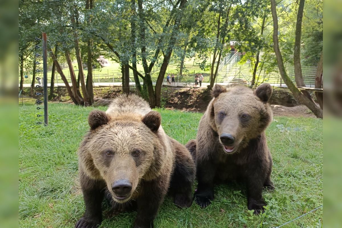FOTO: Zachránené medvieďatá z košickej ZOO, foto 6