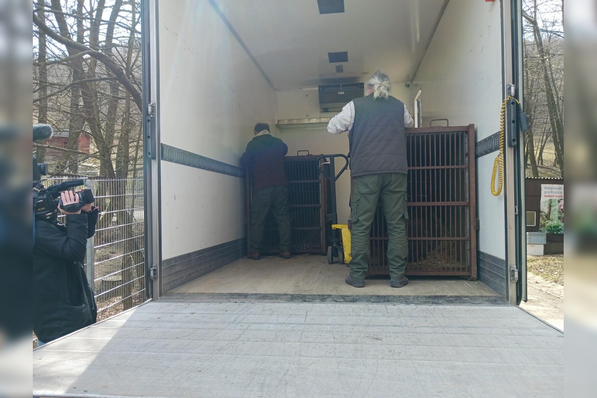 FOTO: Zachránené medvieďatá z košickej ZOO, foto 7