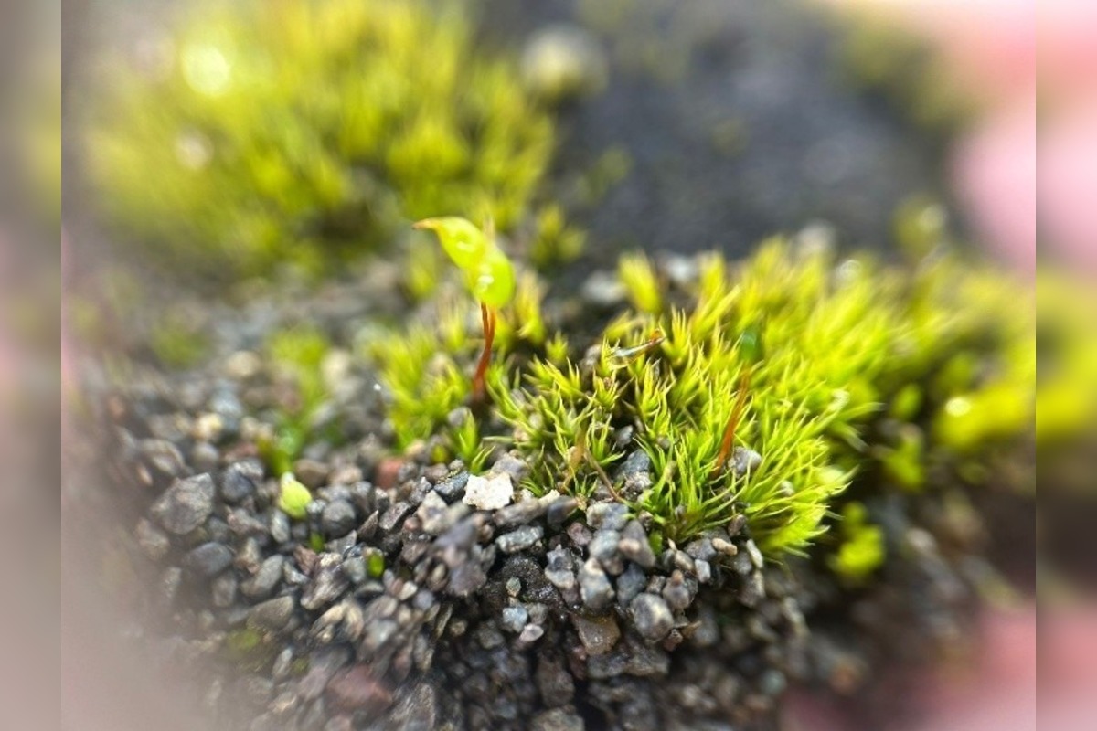 FOTO: Košický vedec na expedícii na Antarktíde, foto 19