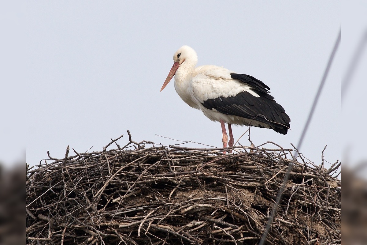 FOTO: Prvé bociany v Košickom kraji, foto 1
