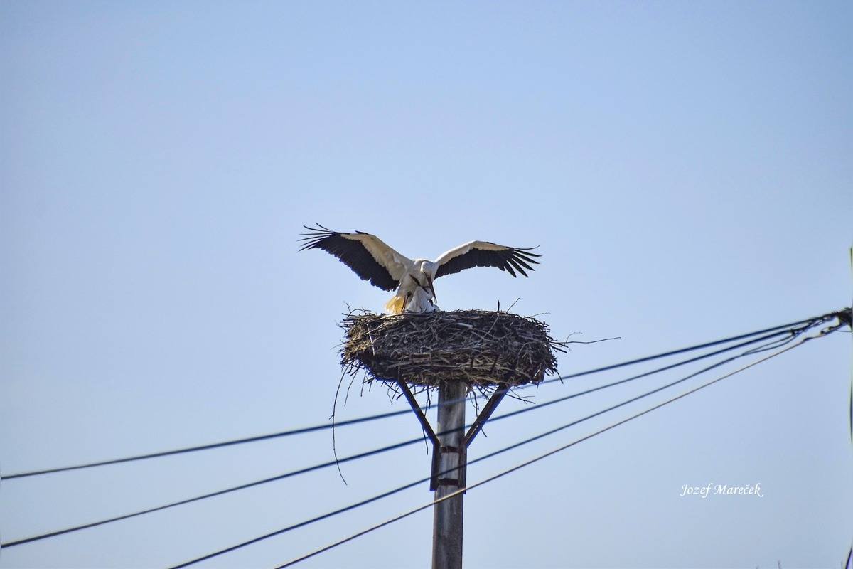 FOTO: Prvé bociany v Košickom kraji, foto 2